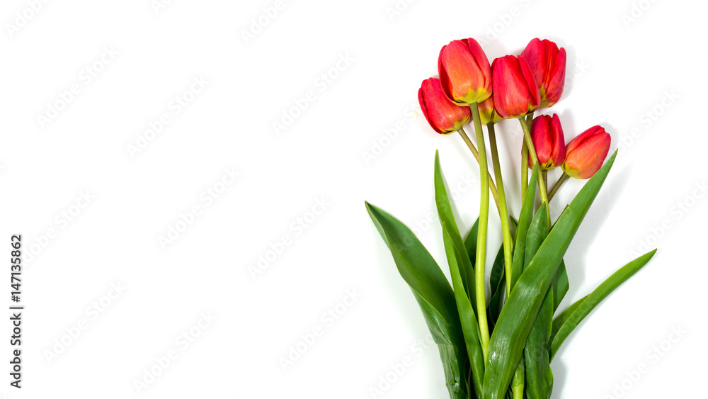 Top view of flowers tulips on a white background. Background for postcards.