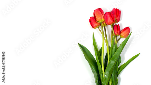 Top view of flowers tulips on a white background. Background for postcards.