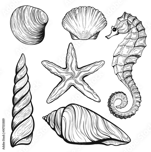 set of stylized seashells