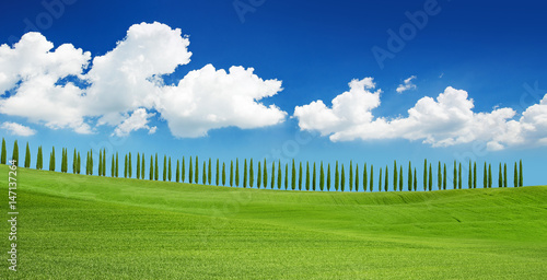 cypress trees on tuscan hill under a blue sky