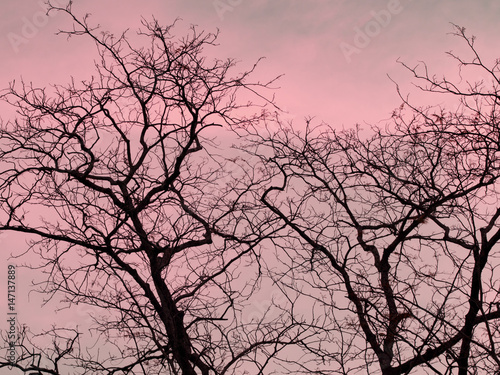 Strip of tree branches silhouette against sunset background of orange and pink sky.