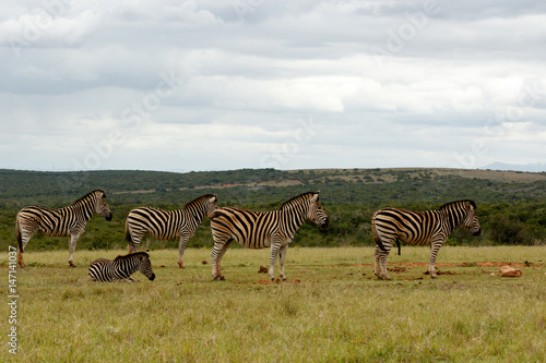 Zebras standing in a row waiting for some water