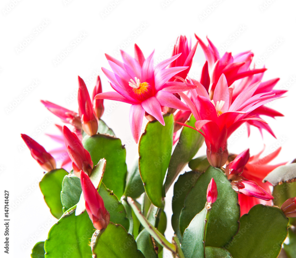 Red flowers of Schlumbergera, close up, on white background