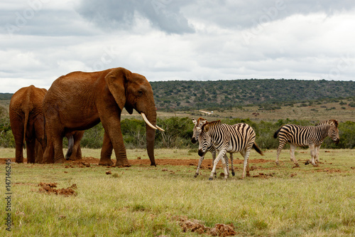 Fototapeta Naklejka Na Ścianę i Meble -  Elephants chasing the Zebras away