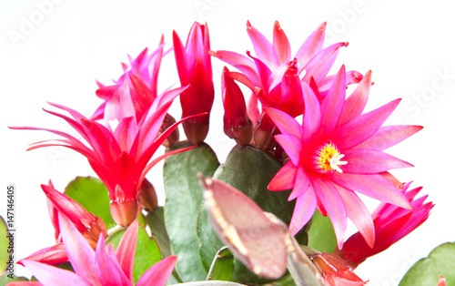 Pink flowers of Schlumbergera on white background