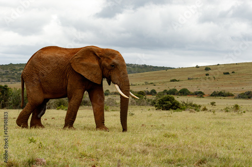 Big elephant walking in the field