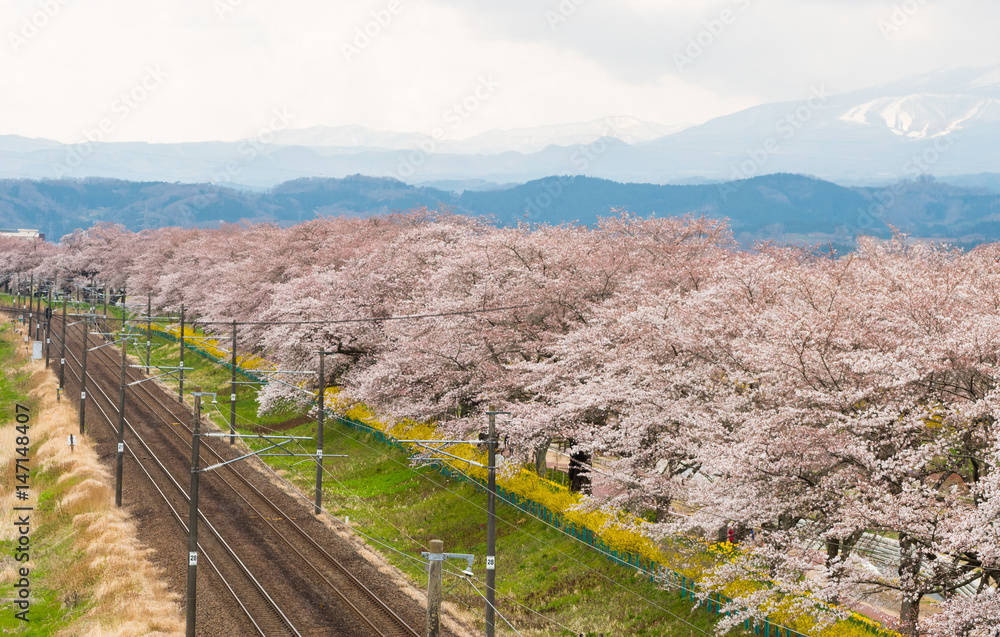 Railroad track.l with a row of cherry trees along the Shiroishi river at funaoaka Sendai, Japan with mountain background.