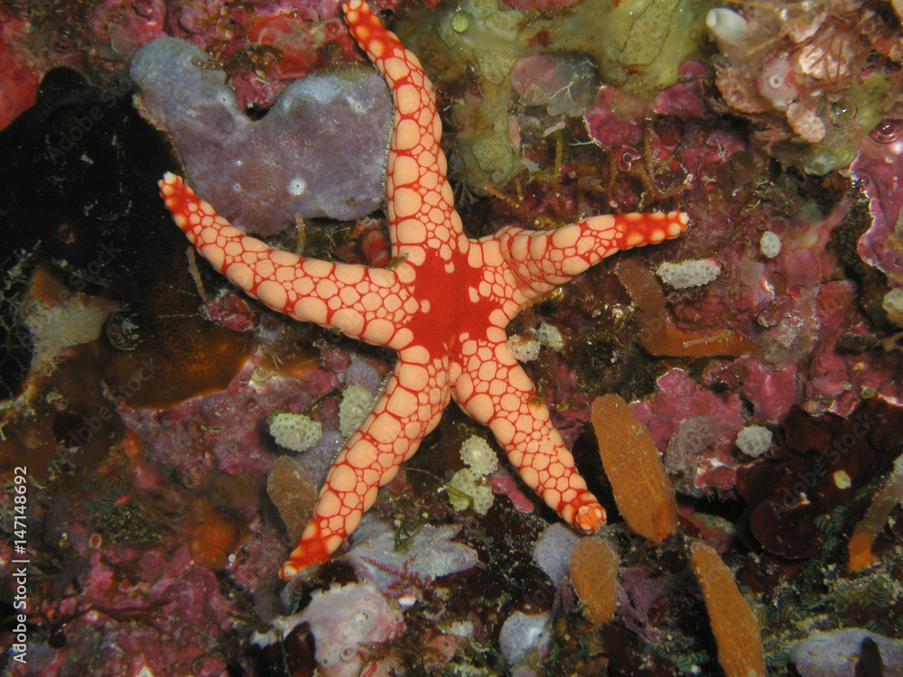 Starfish on maldives