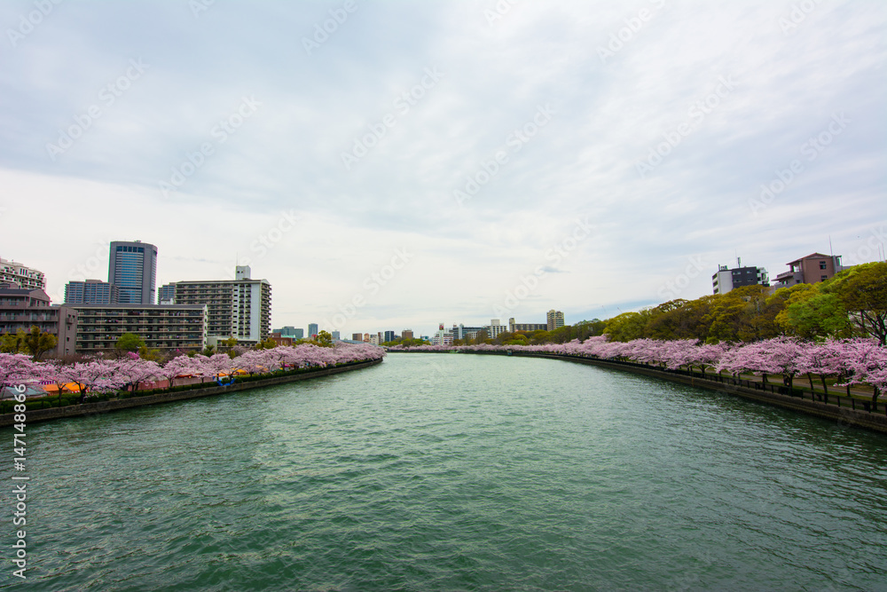 Sakuranomiya Park Okawa River , OSAKA  APRIL 10 , 2017 :  Okawa River cherry blossom of Osaka. There is a boat service. The beauty of the cherry blossoms.