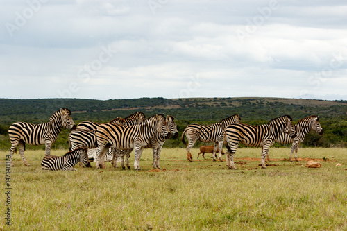 Zebras lining up for some water