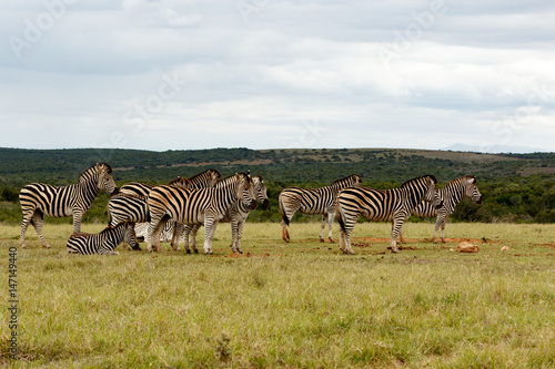 Zebras standing and lining up for some water