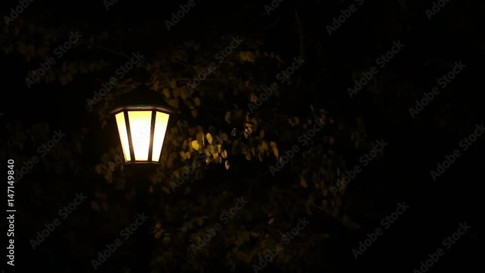 street light under trees at night Stock Video Adobe Stock