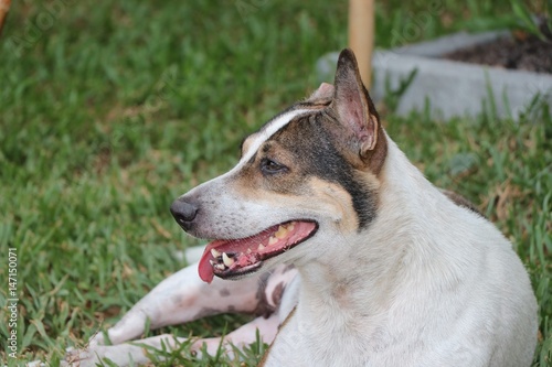 White dog relaxing in the garden after play not looking the camera