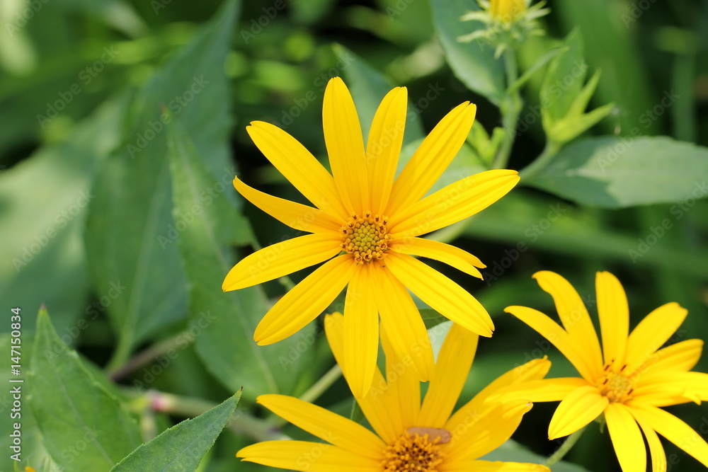 Jerusalem artichoke Jerusalem artichoke