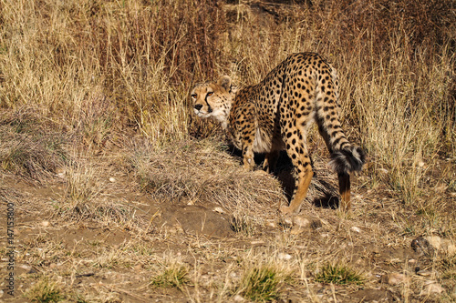 Namibia - Gepard beim Game Drive