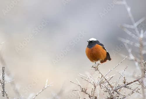 Whited winged redstar ( Phoenicurus erythrogastrus) photo