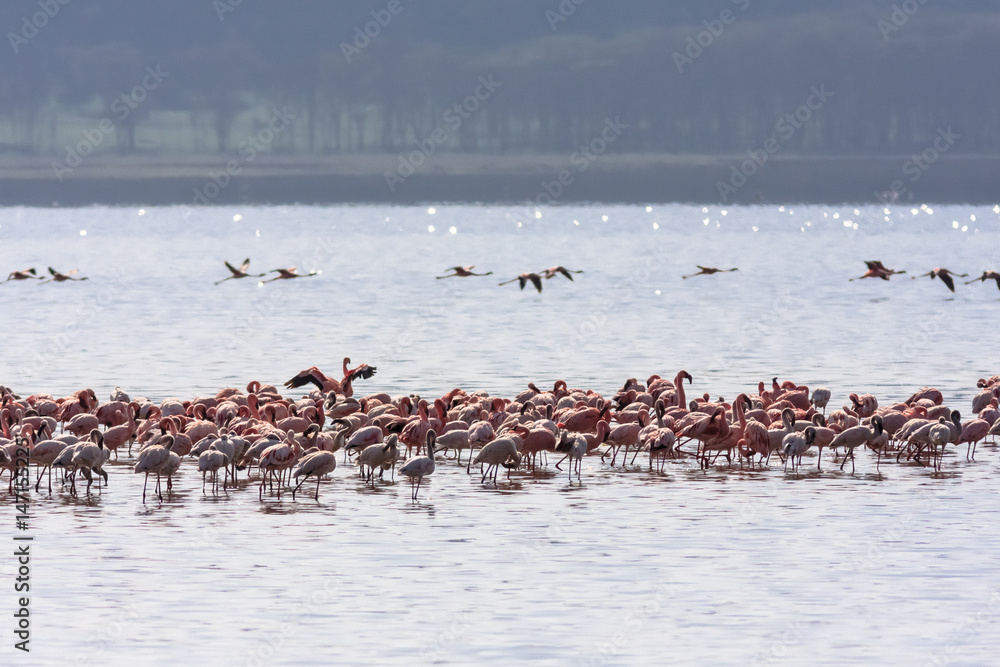 Pink flock in Nakuru lake. Kenya, Africa	