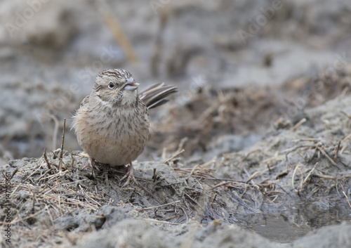 Rock bunting