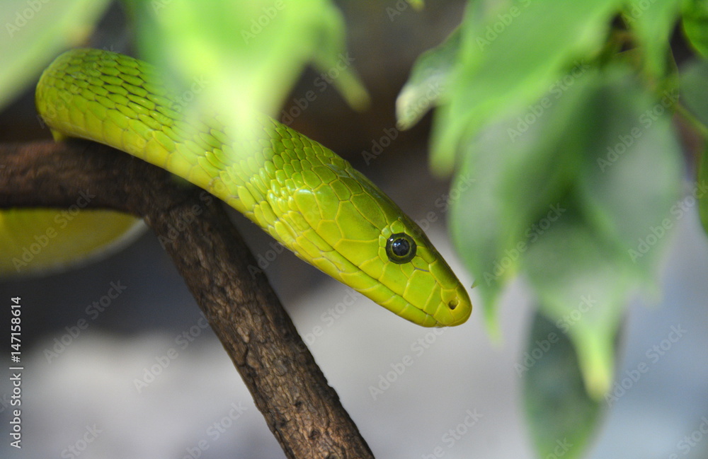 Fototapeta premium Grüne Mamba - Giftschlange