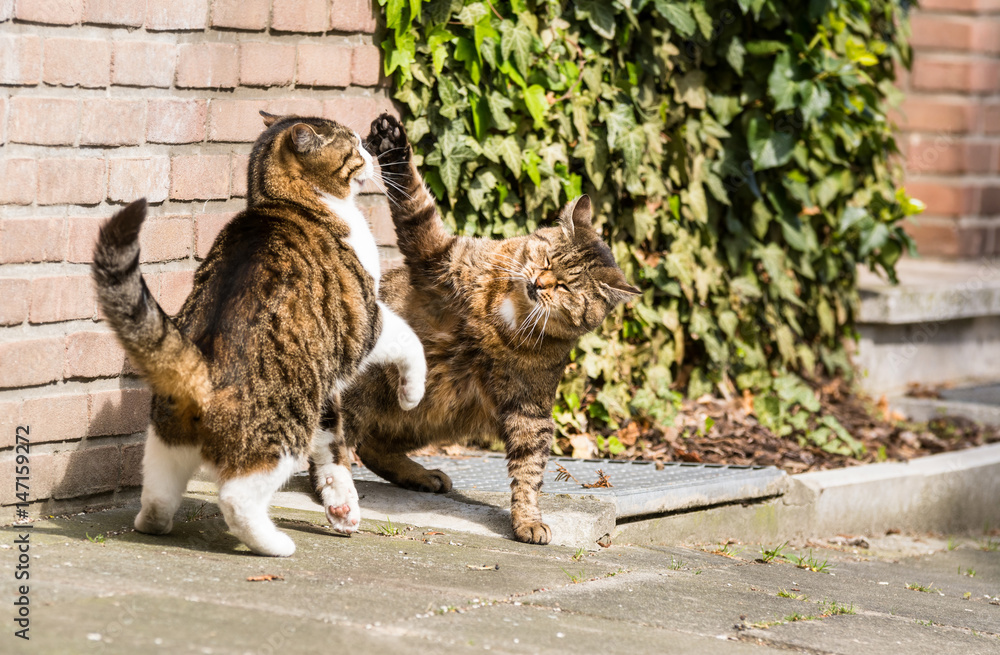 Zoo Raufen Raufende Katzen Stock-Foto | Adobe Stock