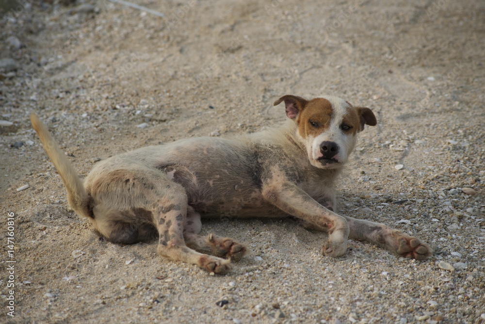 Hund am Strand