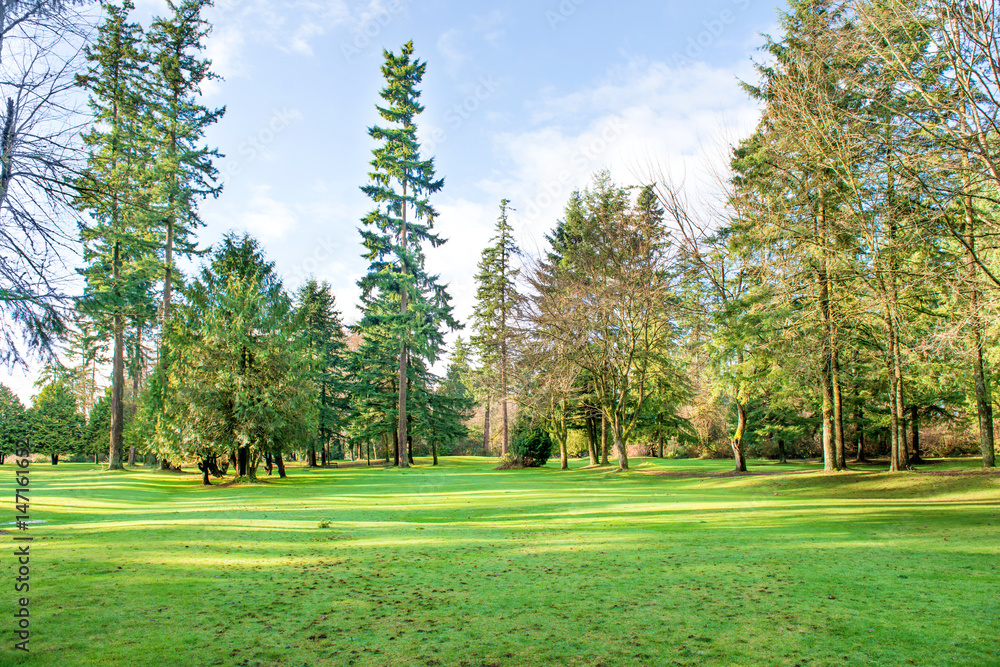 Fototapeta premium Green sunny park with big trees