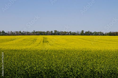 Field of yellow flowering rapeseed