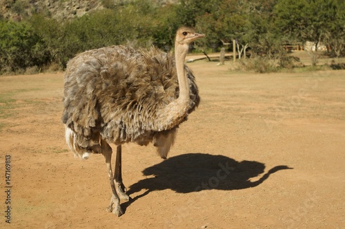 Ostrich in wildness