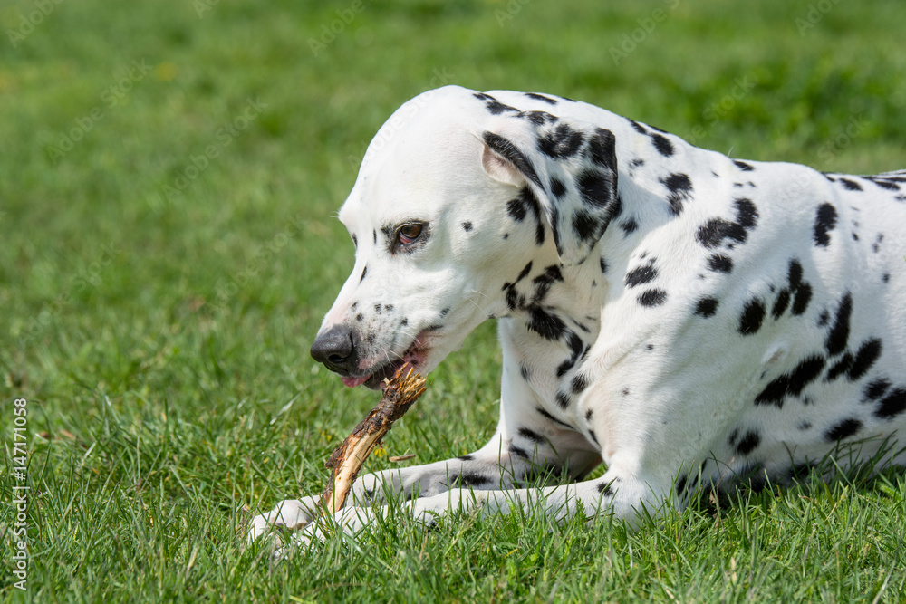 Close-up shot of beautiful Dalmatian dog Close-up shot of beautiful Dalmatian dog