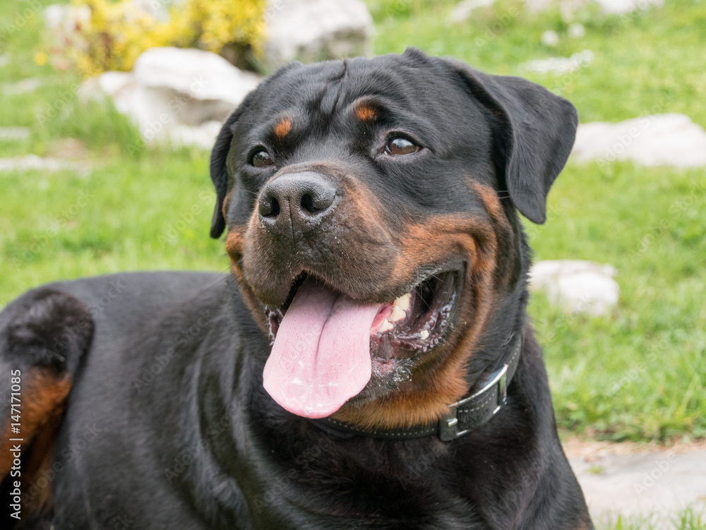 Head shot of Rottweiler . Selective focus on the dog