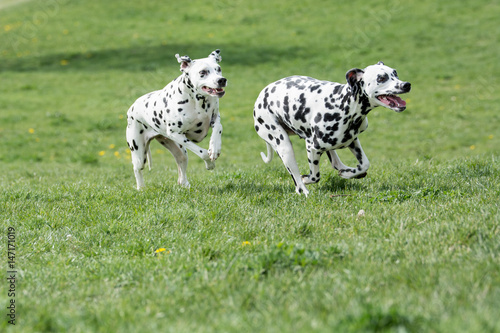 Two young beautiful Dalmatian dogs running