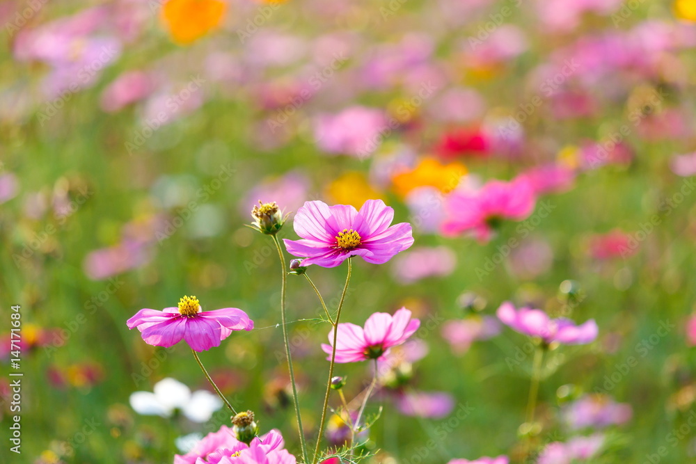 Cosmos flower meadows,Cosmos,flowers cosmos of Singha Park Chiang Rai,Chiang Rai, Thailand. Cosmos flower meadows,Cosmos,flowers cosmos of Singha Park Chiang Rai,Chiang Rai, Thailand.