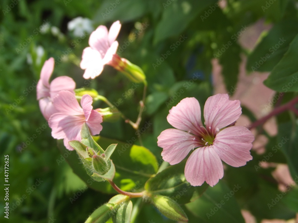 Fleur n°1 géranium vivace Fleur n°1 géranium vivace