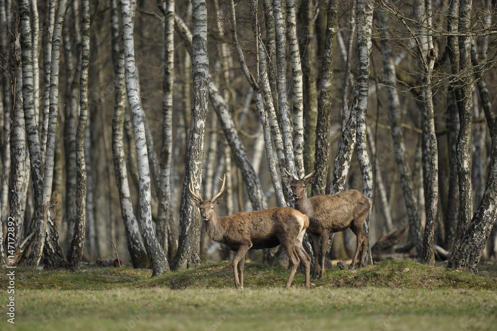 cerfs cerfs