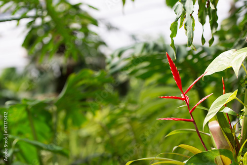 Guzmania  photo