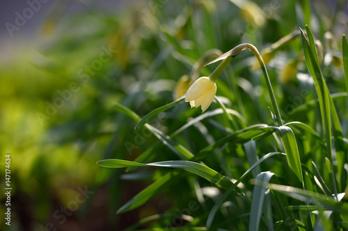 Fototapeta Naklejka Na Ścianę i Meble -  A beautiful and fresh flower narcissus, in the home garden