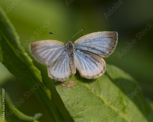 Pale Grass Blue - Butterfly (Zizeeria maha) 