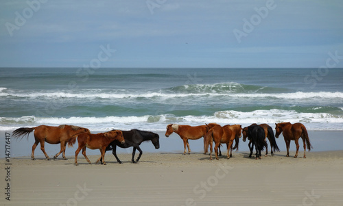 Wild beach horses