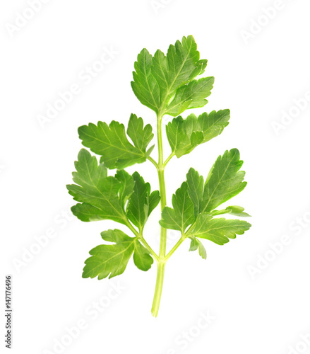 Green fresh twig of parsley isolated