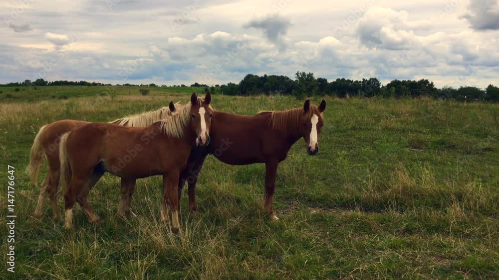 horses grazing in pasture horses grazing in pasture