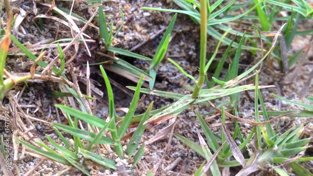 Ant Nest in Nature Environment,selective focus at green grass and defocus at ant Ant Nest in Nature Environment,selective focus at green grass and defocus at ant