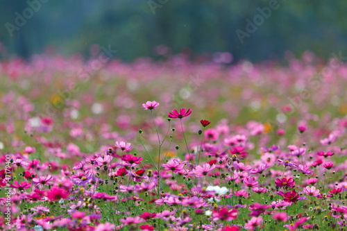 Cosmos flower meadows Cosmos flowers cosmos of Singha Park Chiang Rai Chiang Rai  Thailand.