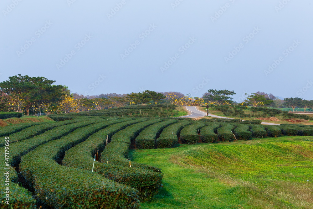 Park,Tea plantation,Singhapark,Chiang Rai, Thailand.