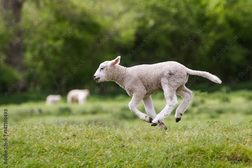 Cute Happy Lamb running across field Cute Happy Lamb running across field