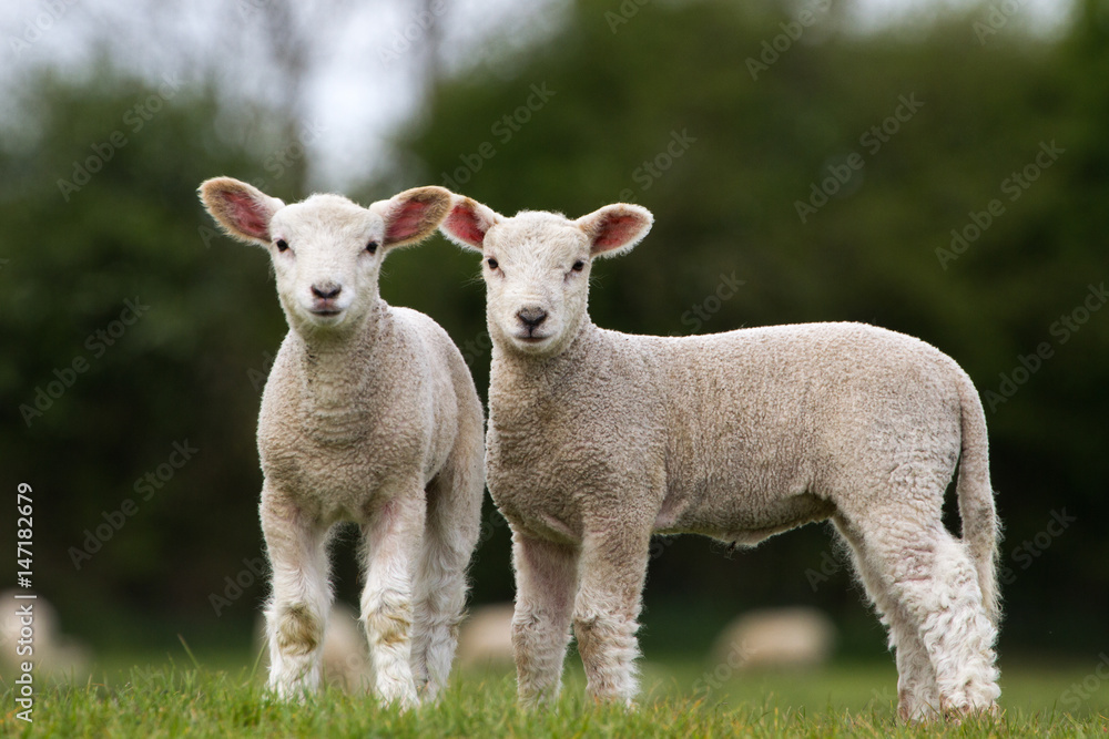 Naklejka premium Pair of Cute Lambs looking at camera stood in field