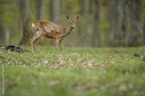 chevreuil © wojciech nowak