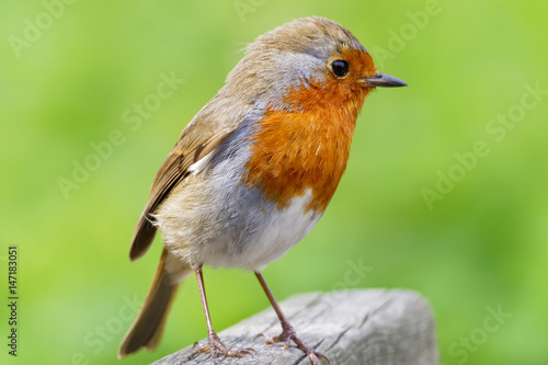 Close-up of a Robin standing on a piece of wood against a green blurred background