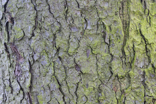 Tree bark as background