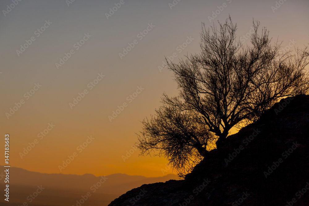 Tree Silhouette Sunset Sky
