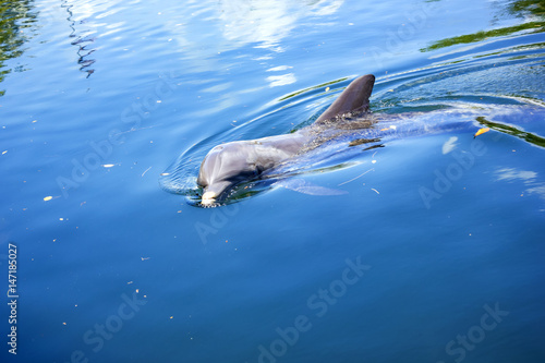 Dolphins © IDANIA